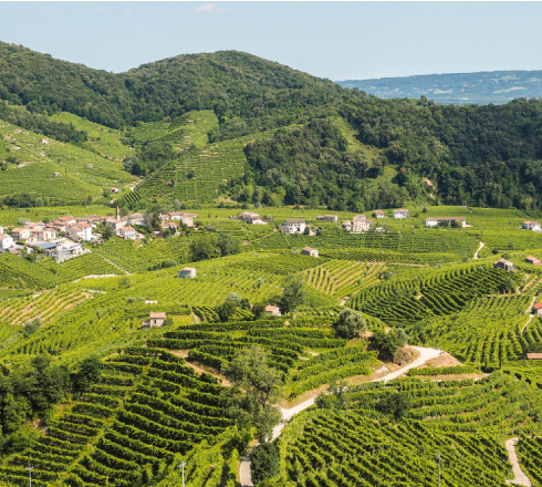 Conegliano-Valdobbiadene territorio di vino e cultura enologica